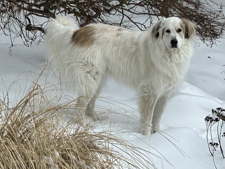 Darby