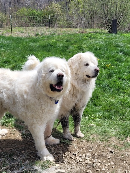 Teddy & Skye