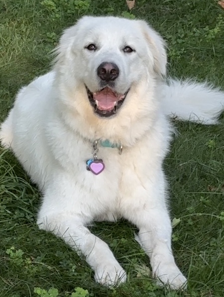 Dolly