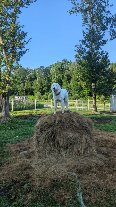 Georgia