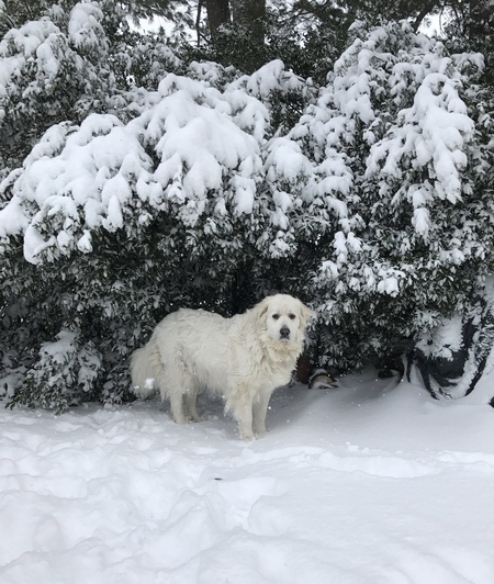 Maya