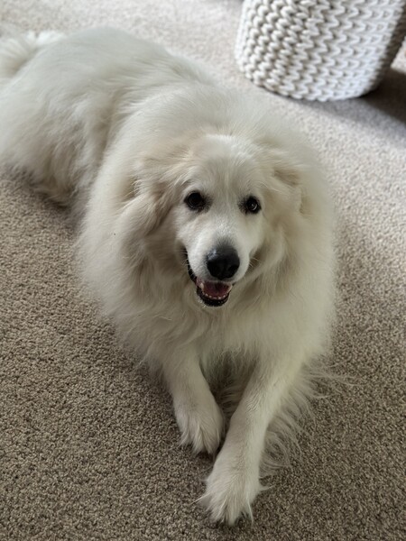 Nellie