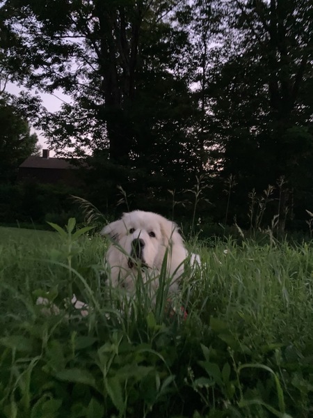 Casper