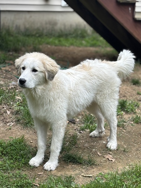 Teddy