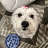 Entry image for Gigi