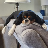 Entry image for Charley