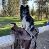 Entry image for Pig the Pomeranian