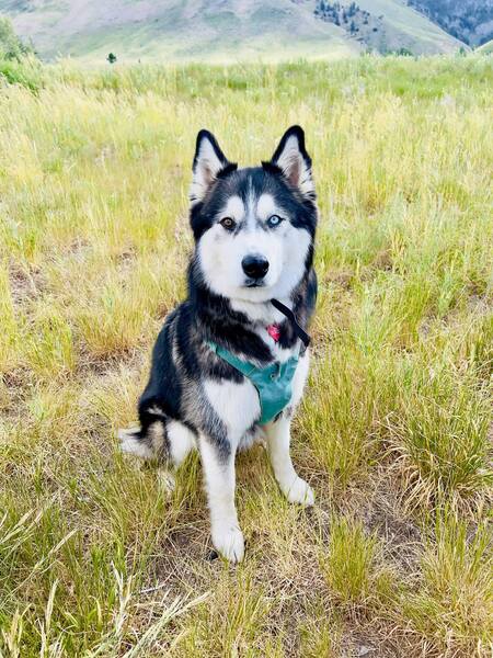 Entry image for Kenai. Clicking this image will show a larger photo