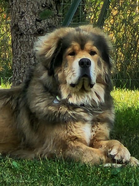 Entry image for Teddy Bear. Clicking this image will show a larger photo