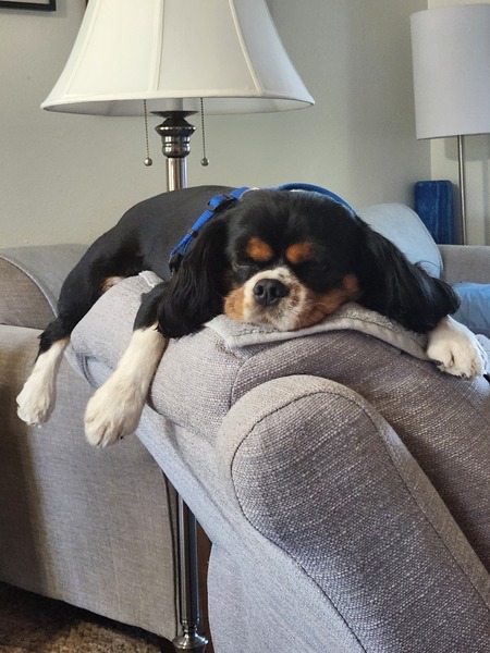 Entry image for Charley. Clicking this image will show a larger photo
