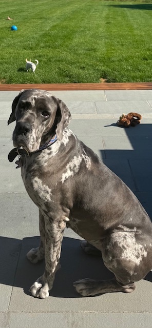 Entry image for Zoey. Clicking this image will show a larger photo