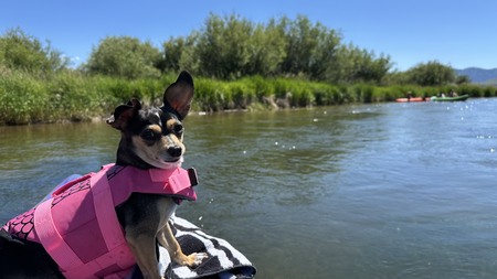 Entry image for Penny. Clicking this image will show a larger photo