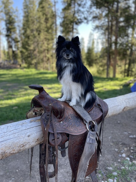 Entry image for Pig the Pomeranian. Clicking this image will show a larger photo