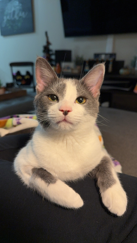 Juniper