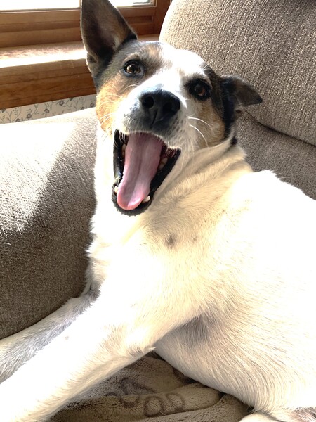 Toby