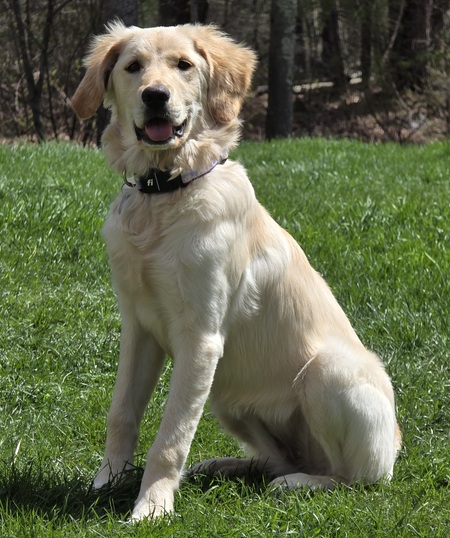 Daisy
