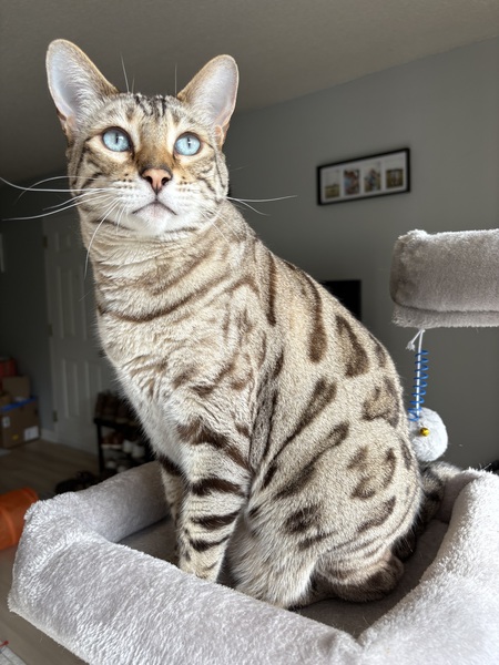 Max