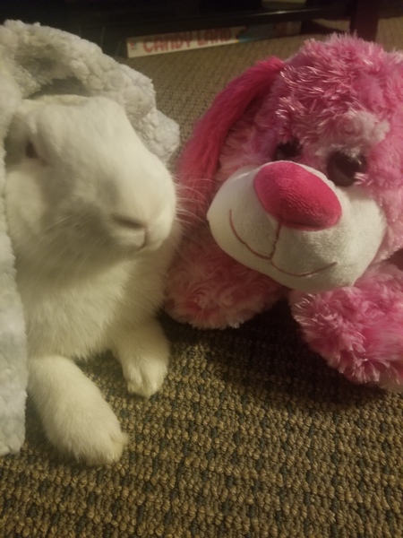 Thumper-Jaxson