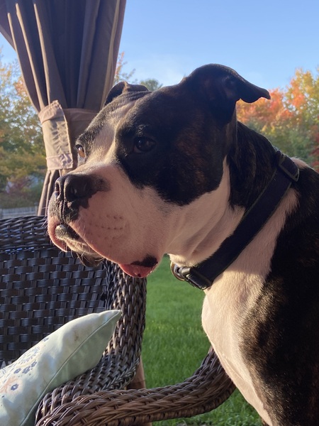 Wilbur