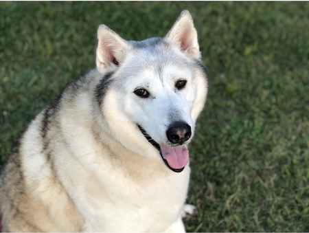 Augie