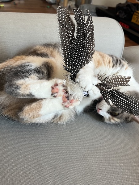 Maggie