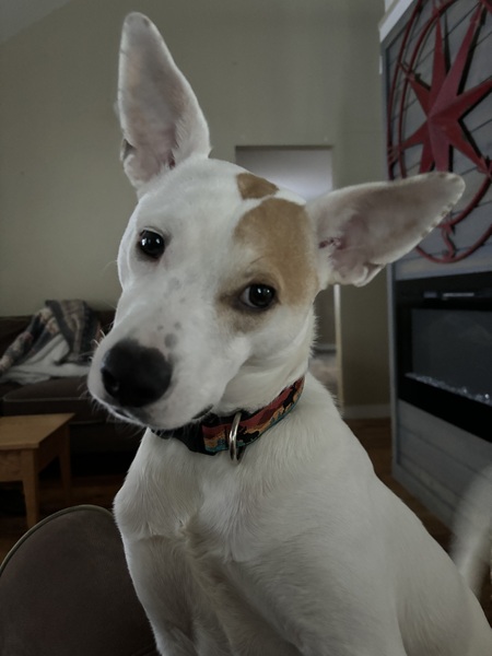 Finn