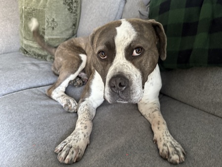 Kona