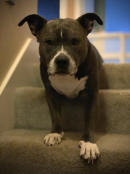 Rufus