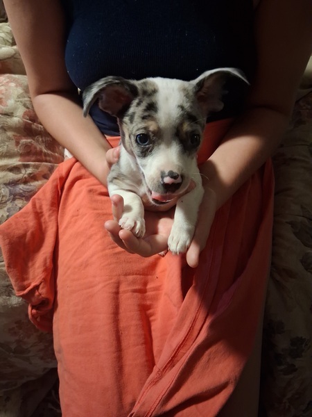 Harley