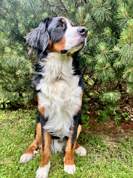 Ollie Bear