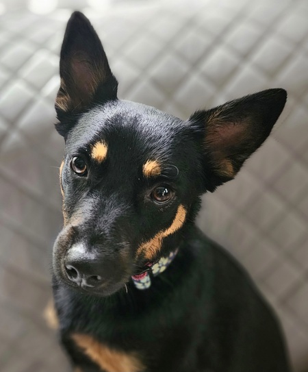 Tillie