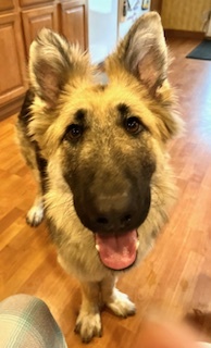 Timber