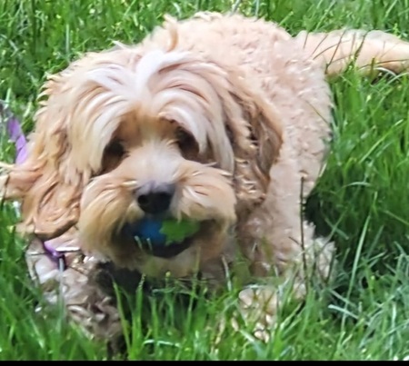 Tilly