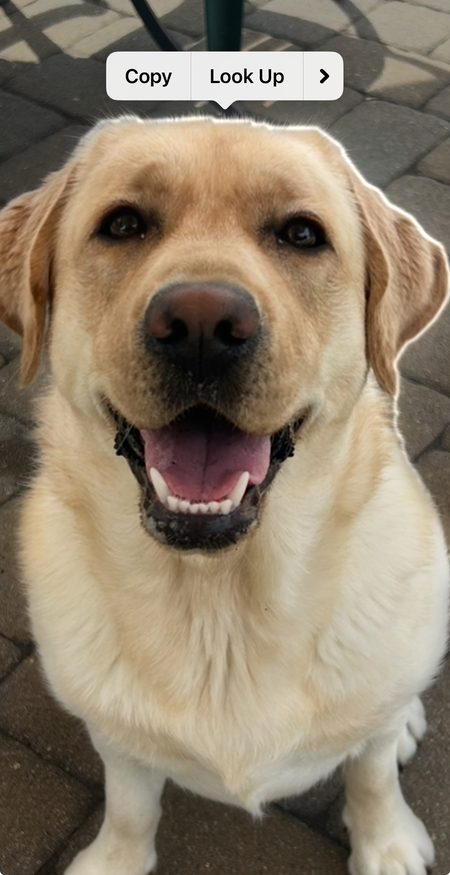 Sadie