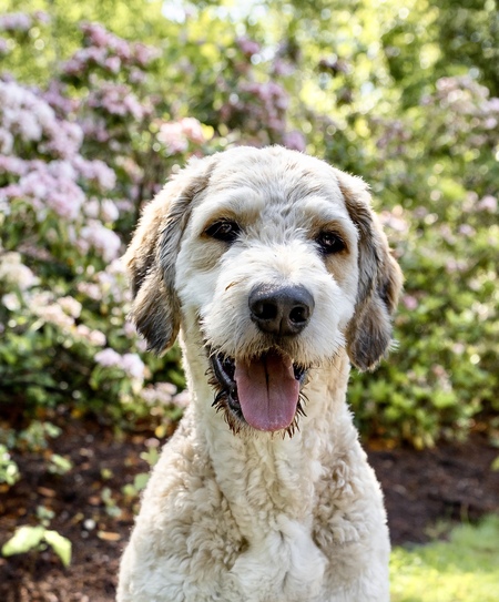 Archie