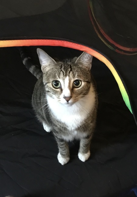 Tibby