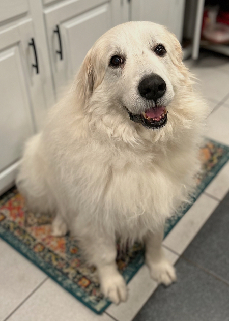 Banjo
