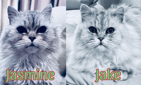Jake / Jasmine