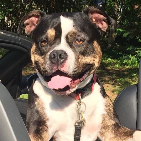 Stella