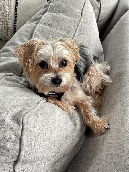 Winston