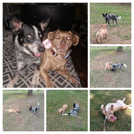Chanel n Bruno BFF 🐕 🐶