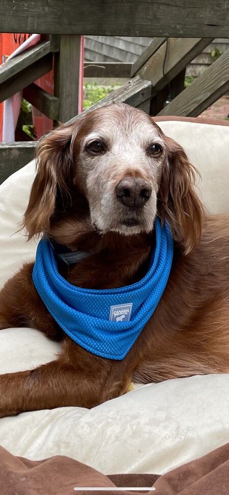 Seamus