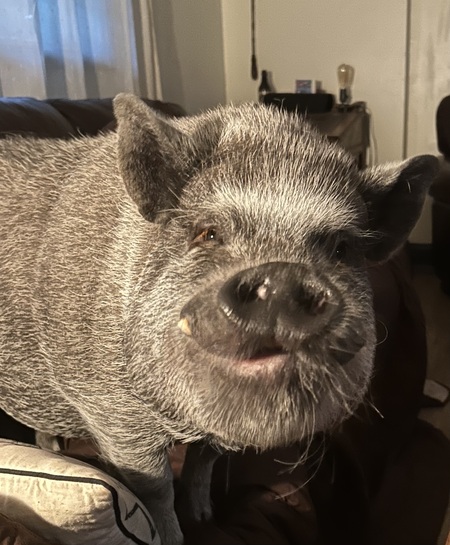 Winston