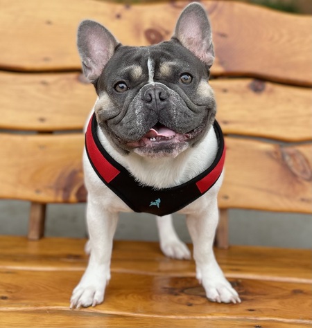 Brutus 