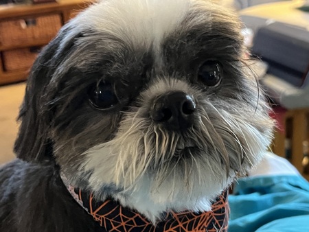 Teddy 