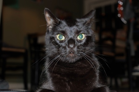 Bruce