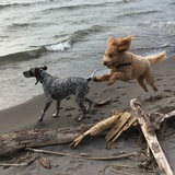 Entry image for Hogan and Bentley