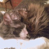 Entry image for Oliver and Bug