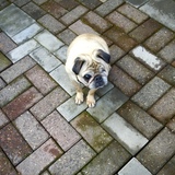 Entry image for Daisy