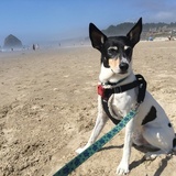 Entry image for Decker